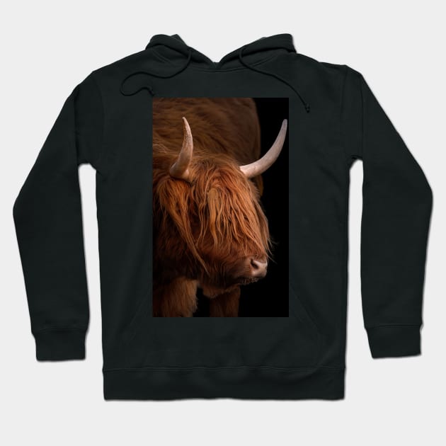 Scottish Highland Cow Hoodie by dalekincaid